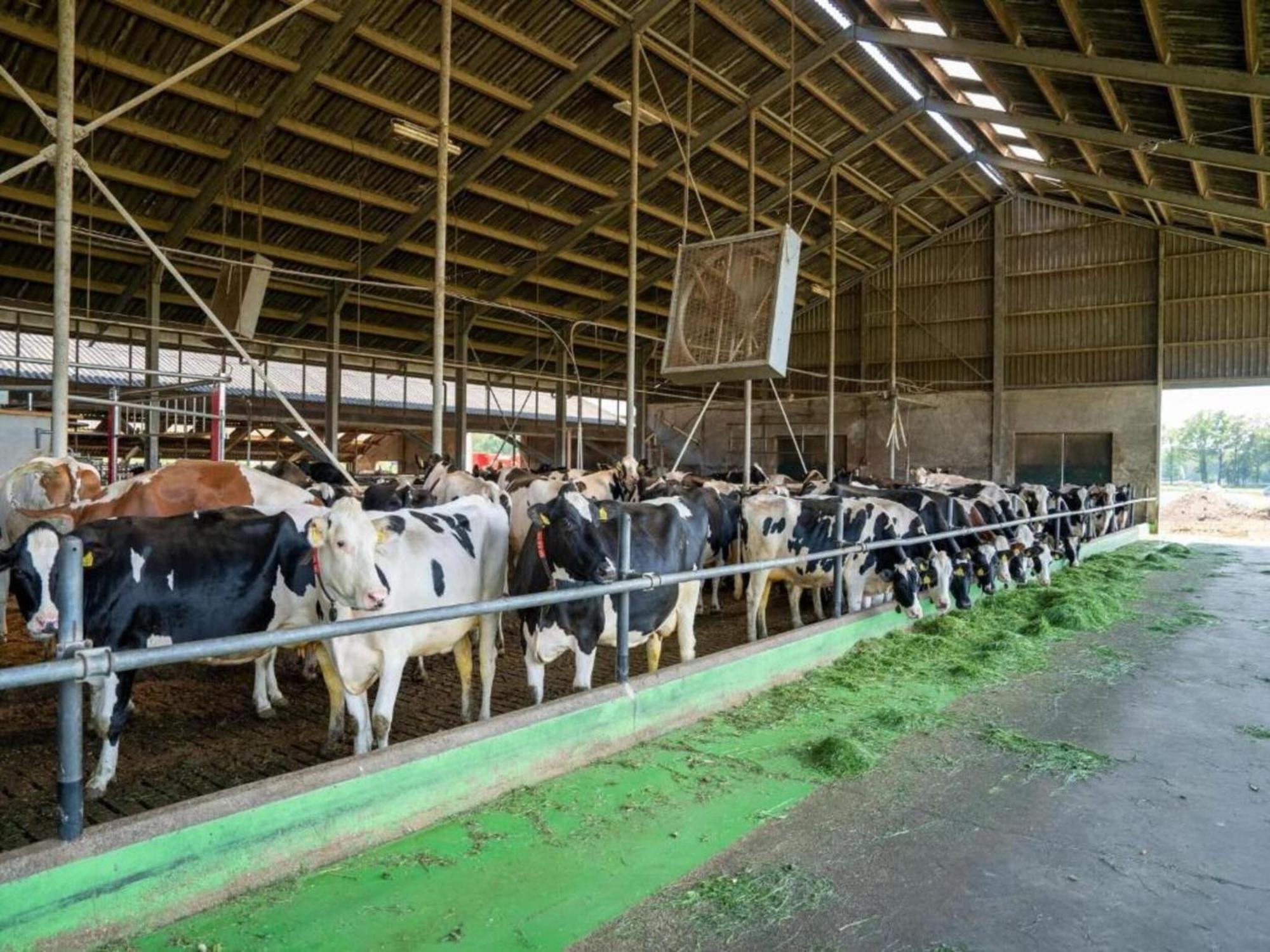 Monumental Farm In The Ash Landscape Villa Geesteren  Exterior photo